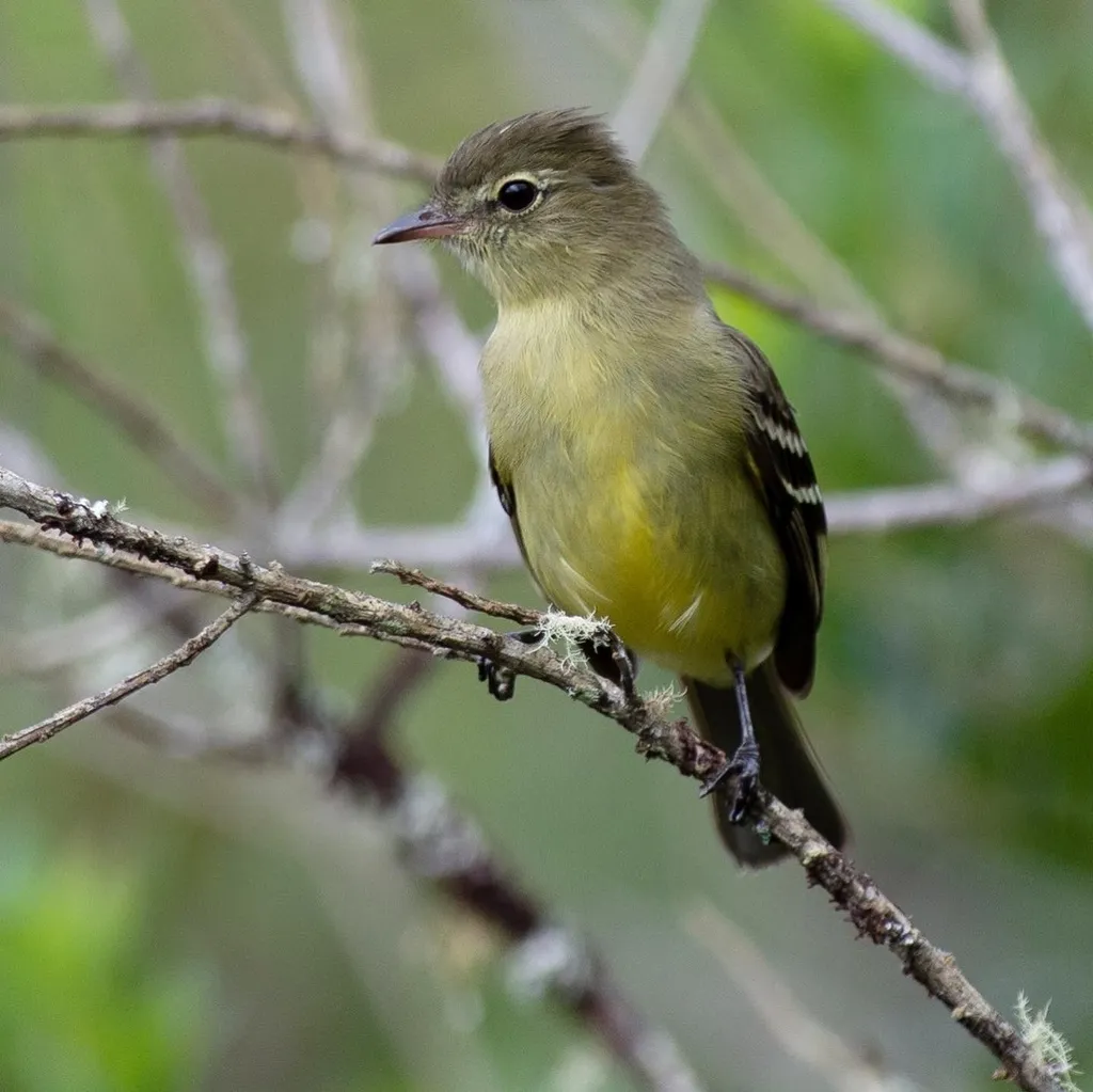 黄腹岭拟霸鹟(Elaenia olivina)