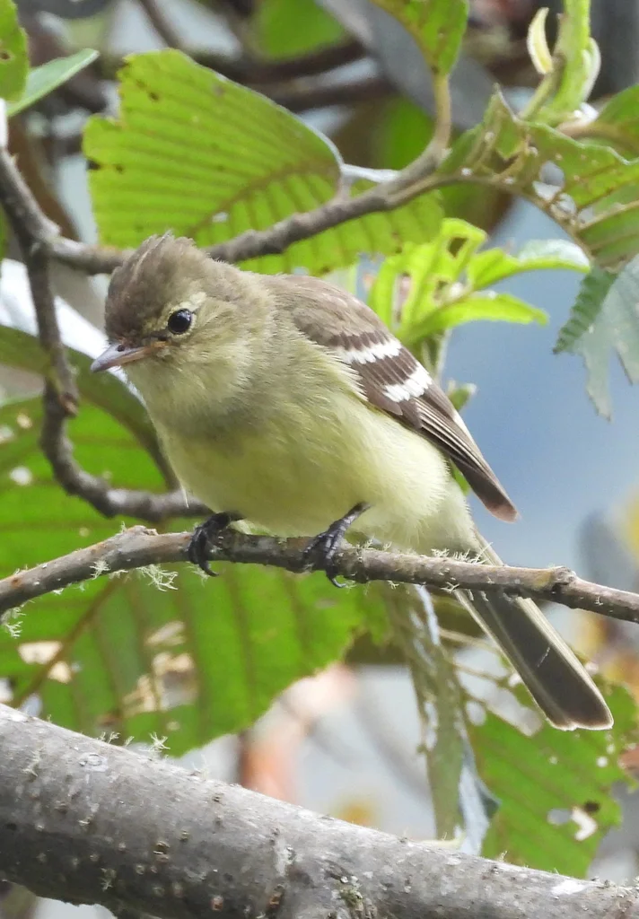 岭拟霸鹟(Elaenia pallatangae)