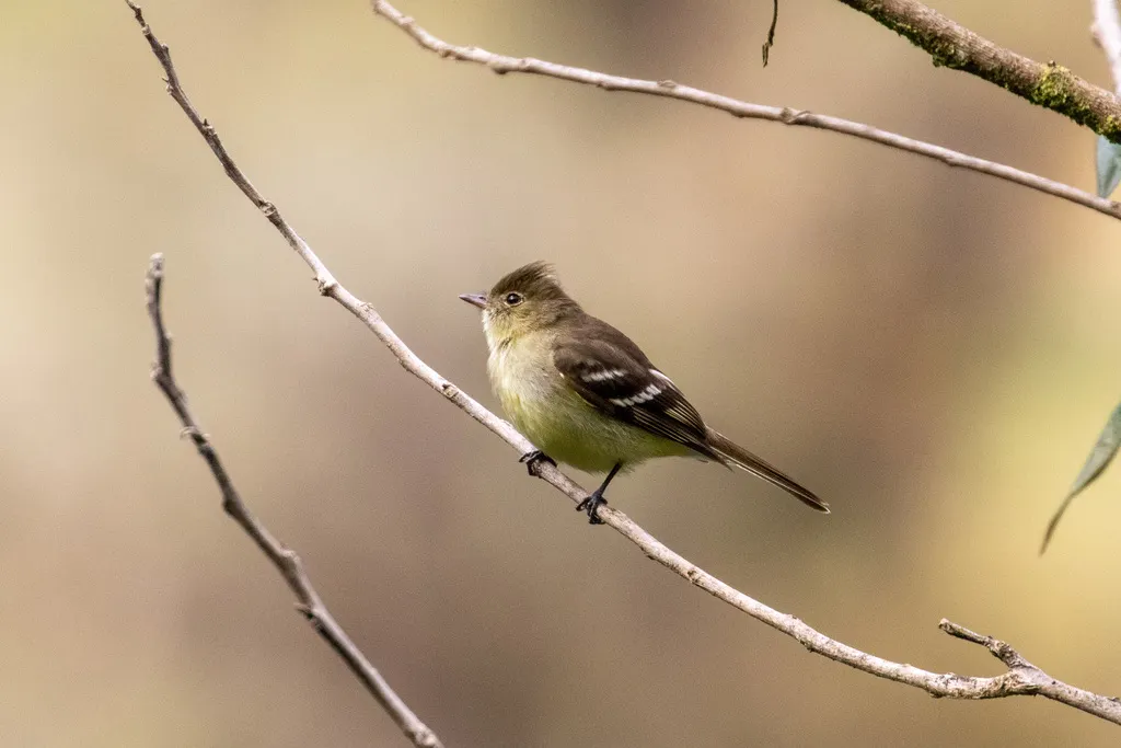 岭拟霸鹟(Elaenia pallatangae)