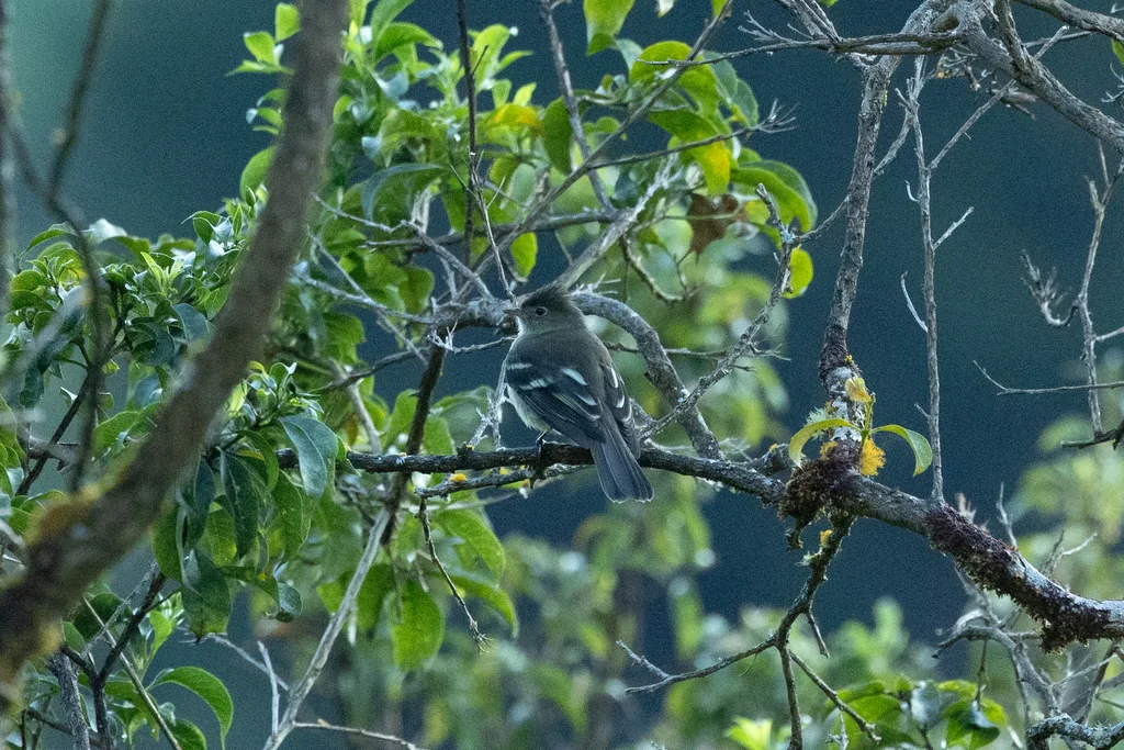 岭拟霸鹟(Elaenia pallatangae)