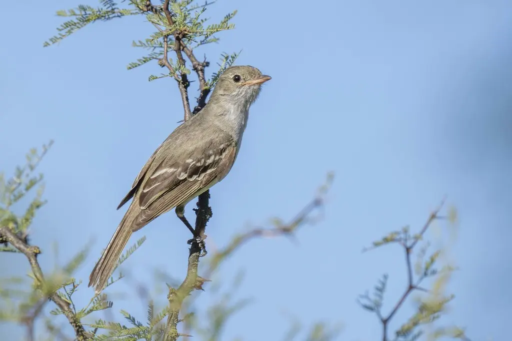 小嘴拟霸鹟(Elaenia parvirostris)