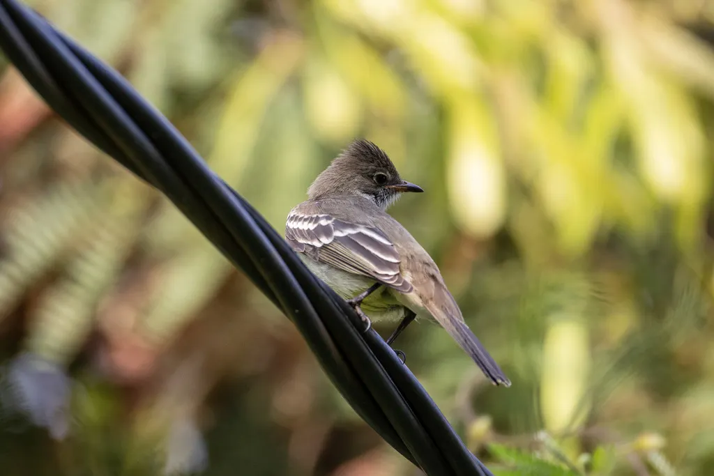 诺尔拟霸鹟(Elaenia ridleyana)
