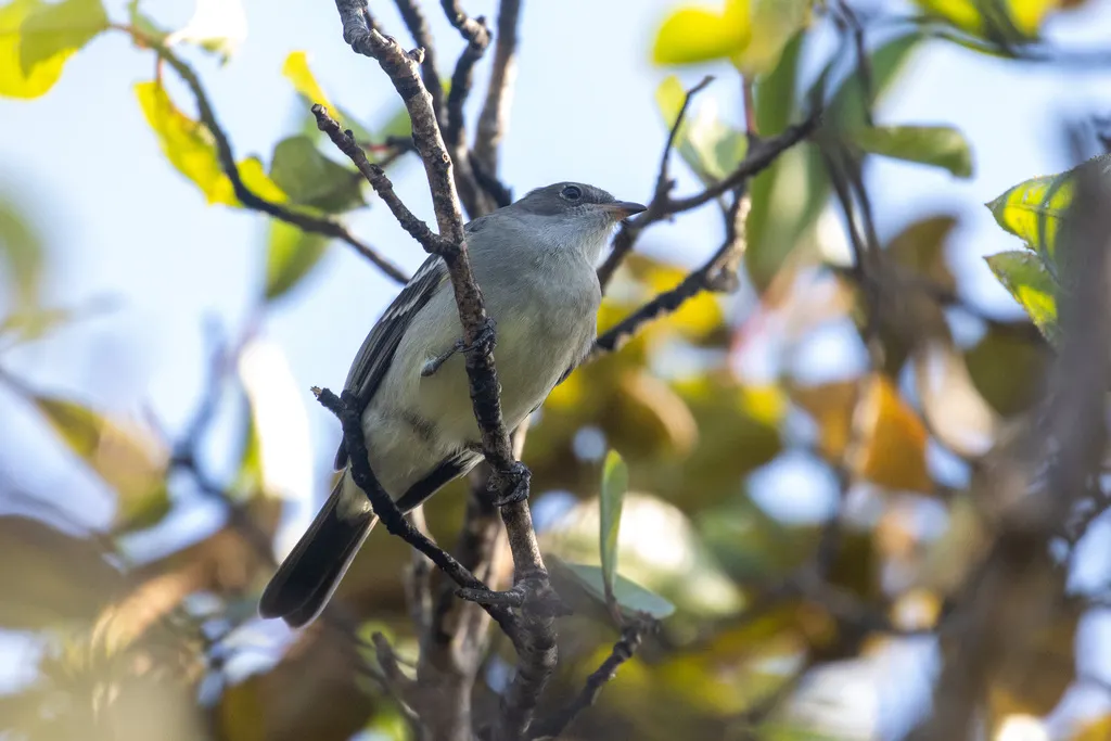 诺尔拟霸鹟(Elaenia ridleyana)