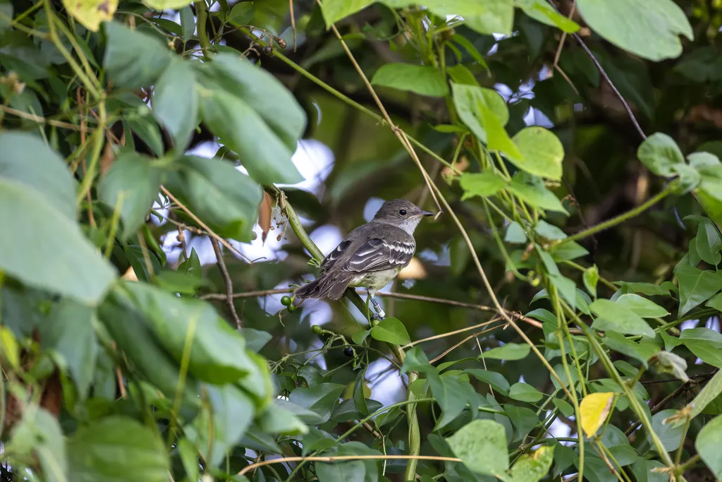诺尔拟霸鹟(Elaenia ridleyana)
