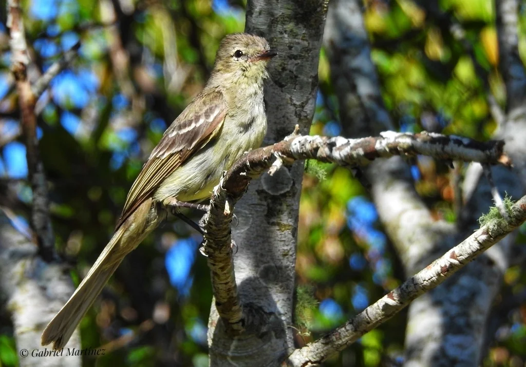 巴西拟霸鹟(Elaenia sordida)