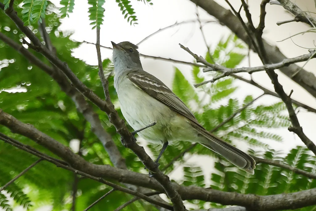 大拟霸鹟（Elaenia spectabilis）