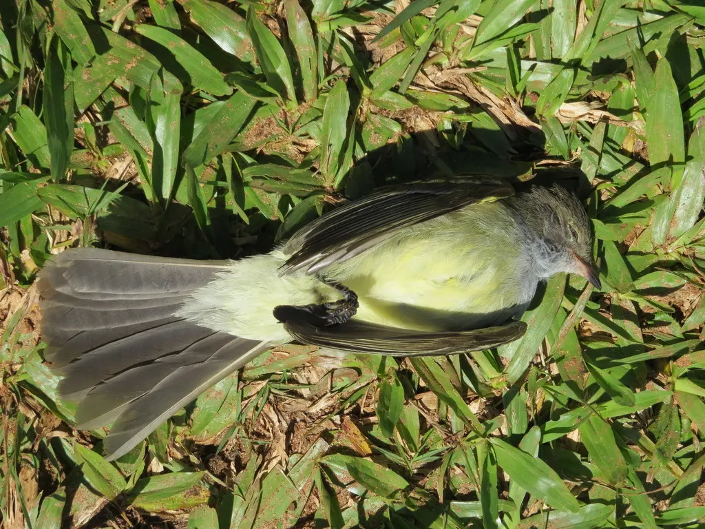 大拟霸鹟（Elaenia spectabilis）