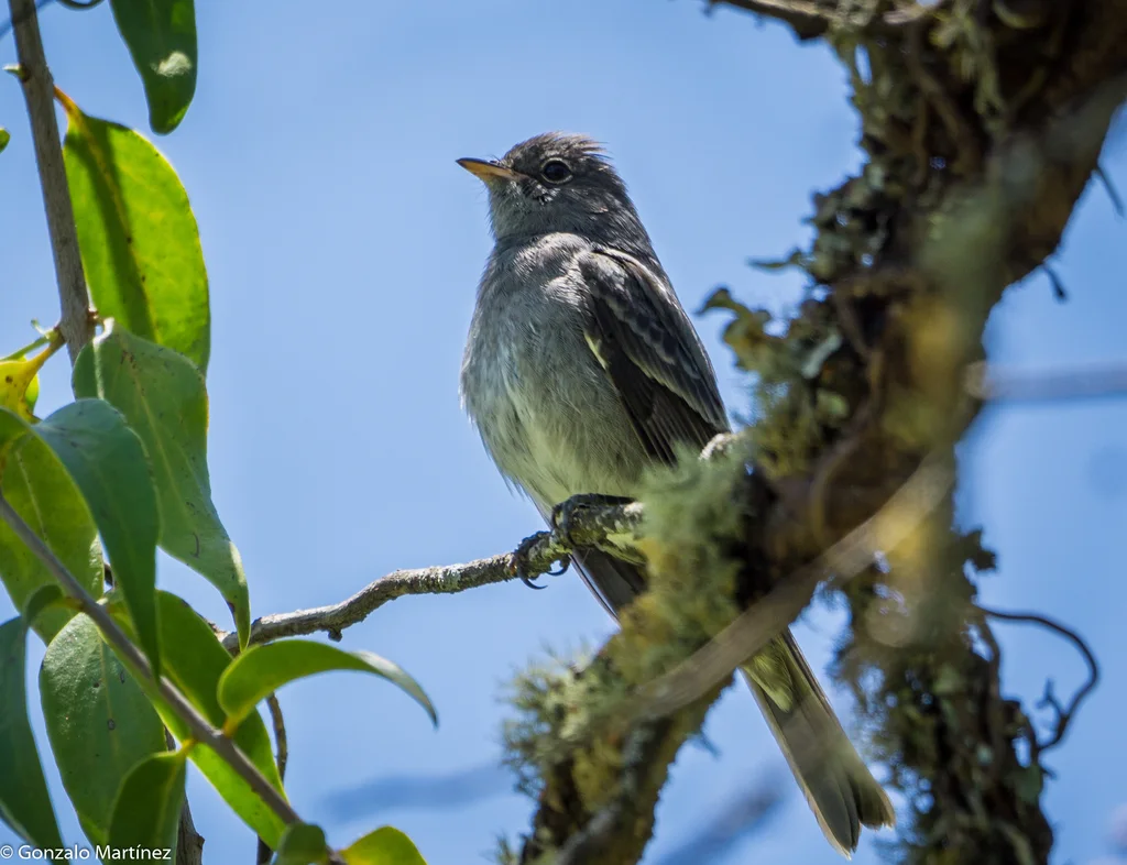 灰拟霸鹟(Elaenia strepera)