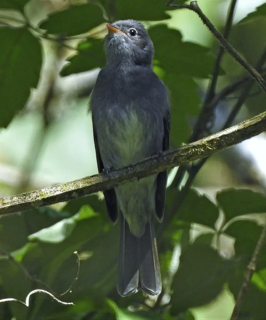 灰拟霸鹟(Elaenia strepera)
