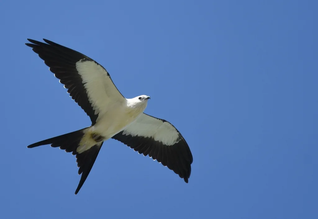 燕尾鸢(Elanoides forficatus)