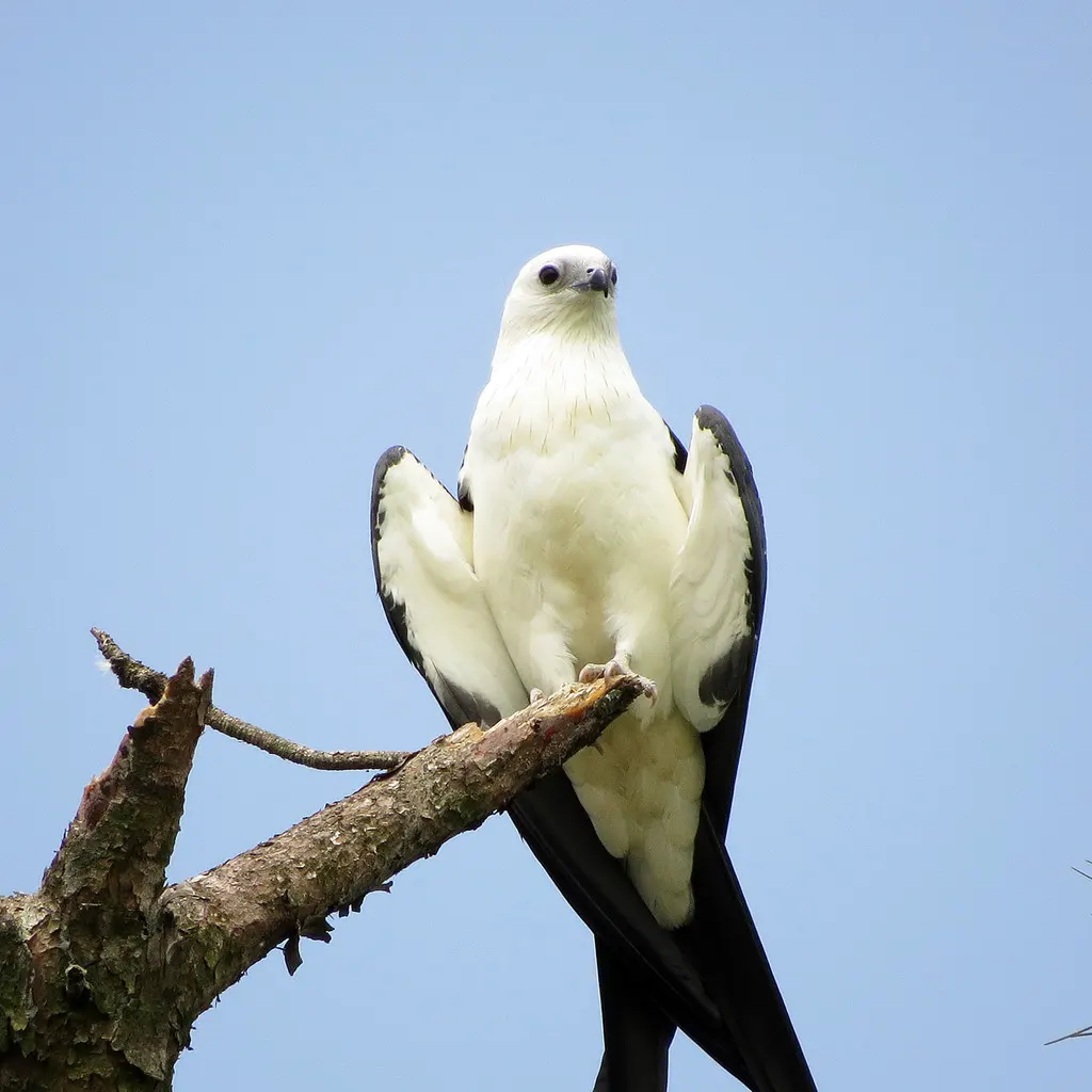 燕尾鸢(Elanoides forficatus)