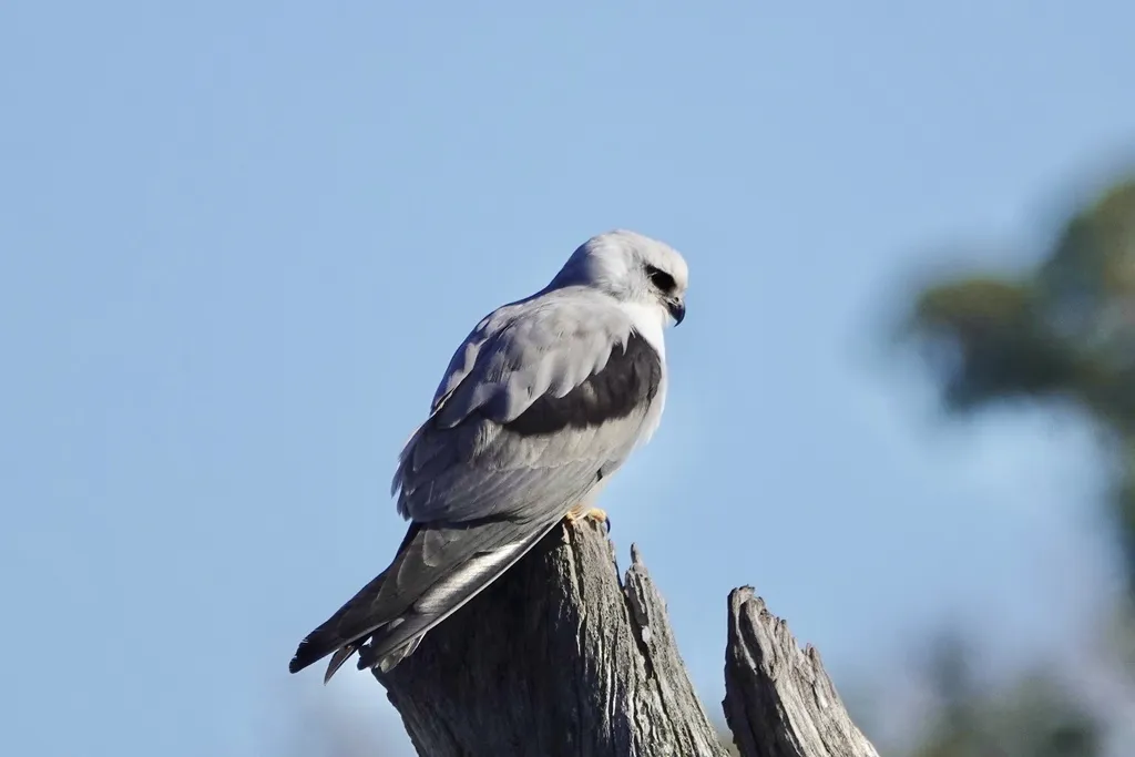 澳洲鸢(Elanus axillaris)