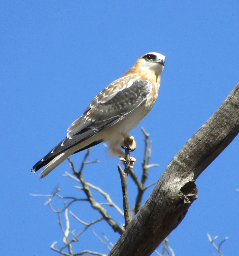 澳洲鸢(Elanus axillaris)