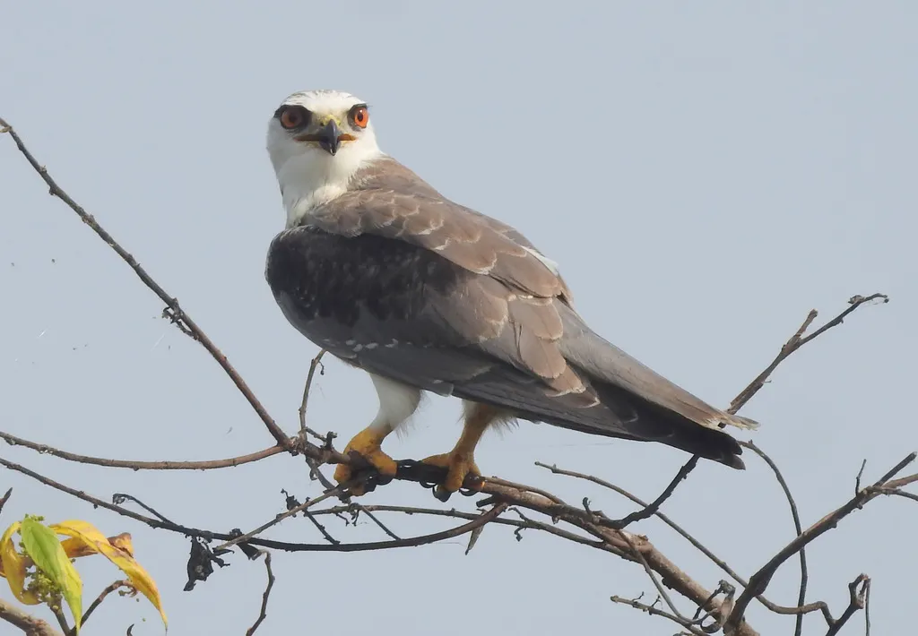 黑翅鸢(Elanus caeruleus)