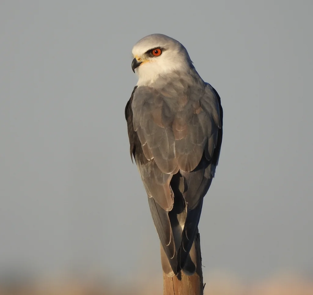 黑翅鸢(Elanus caeruleus)