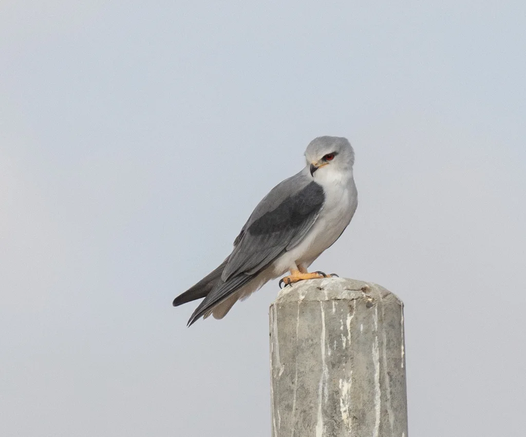 黑翅鸢(Elanus caeruleus)