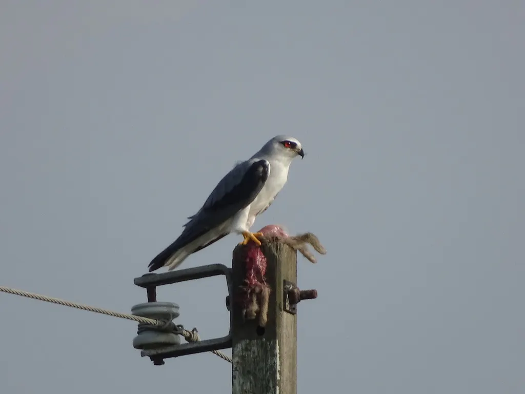 黑翅鸢(Elanus caeruleus)