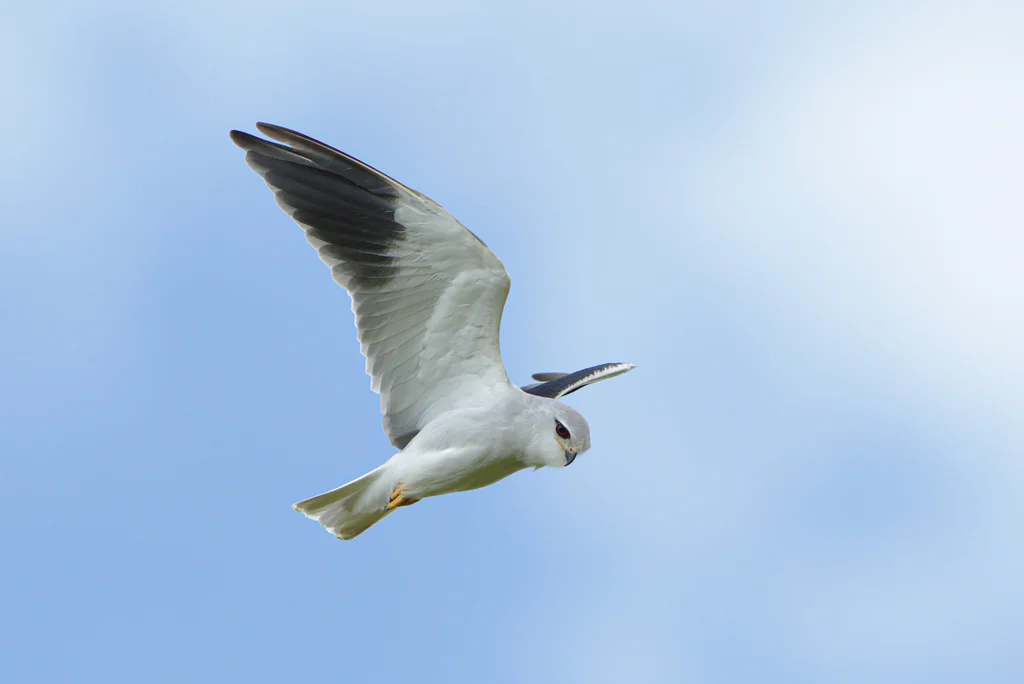 黑翅鸢(Elanus caeruleus)
