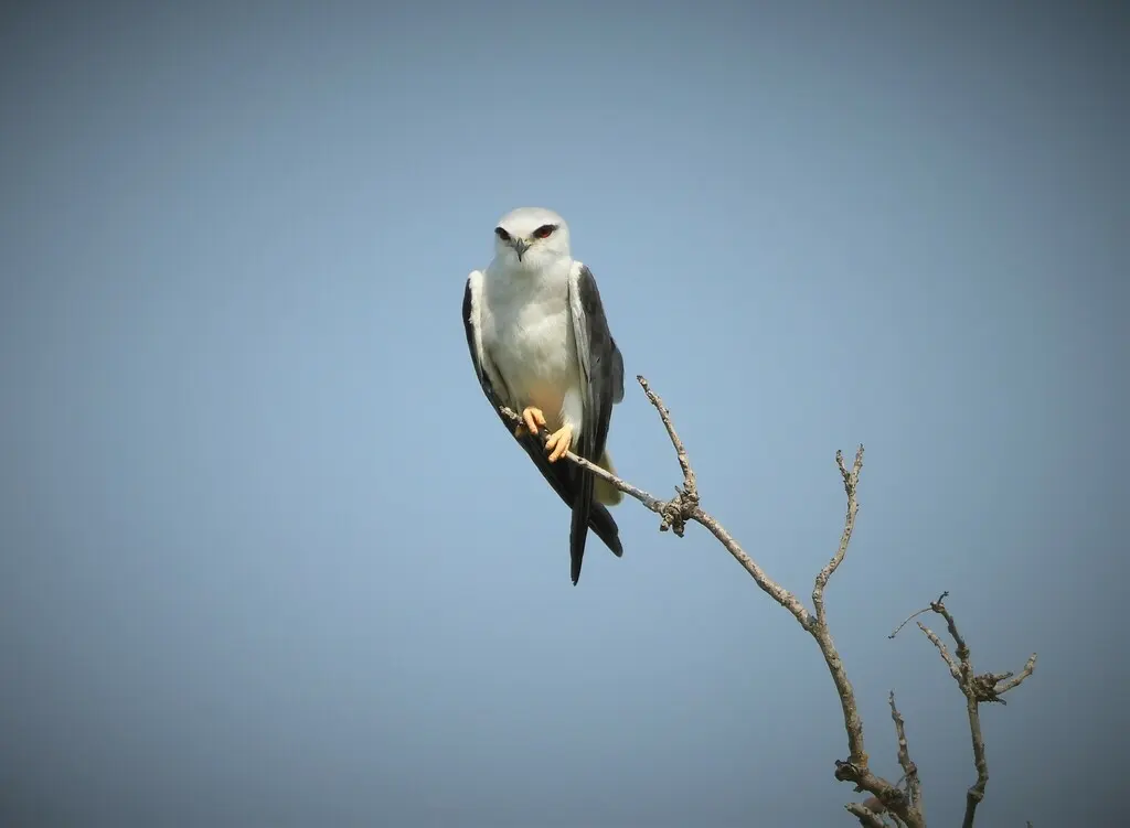 黑翅鸢(Elanus caeruleus)