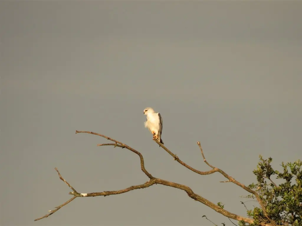 黑翅鸢(Elanus caeruleus)