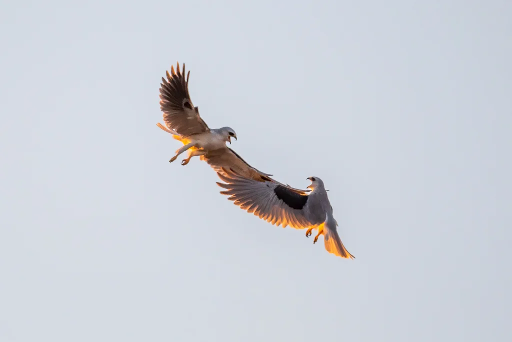 白尾鸢(Elanus leucurus)