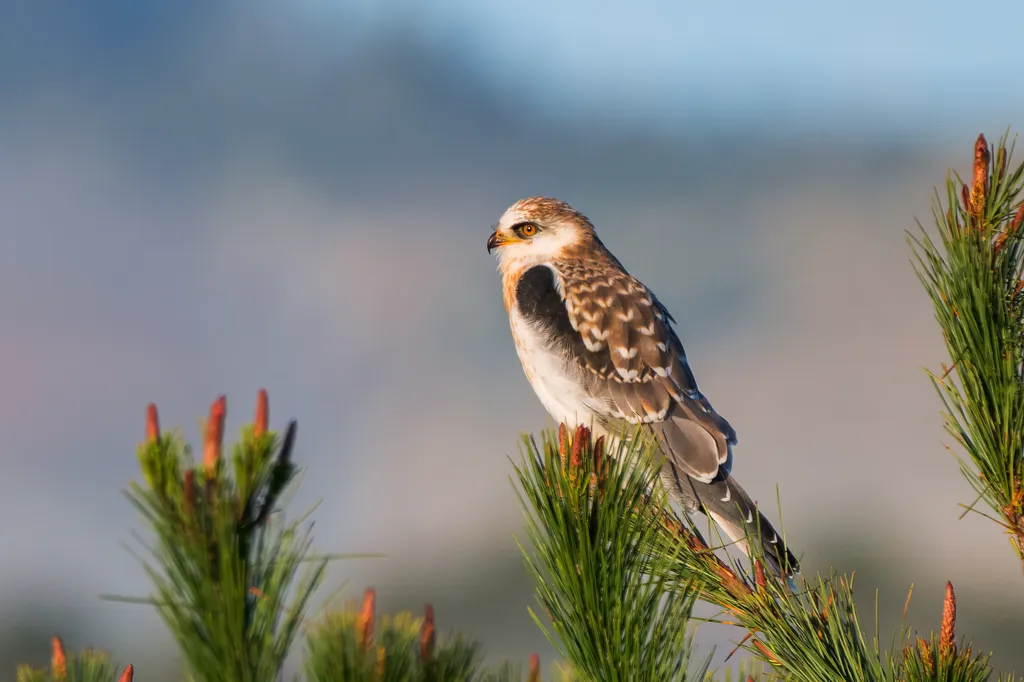 白尾鸢(Elanus leucurus)