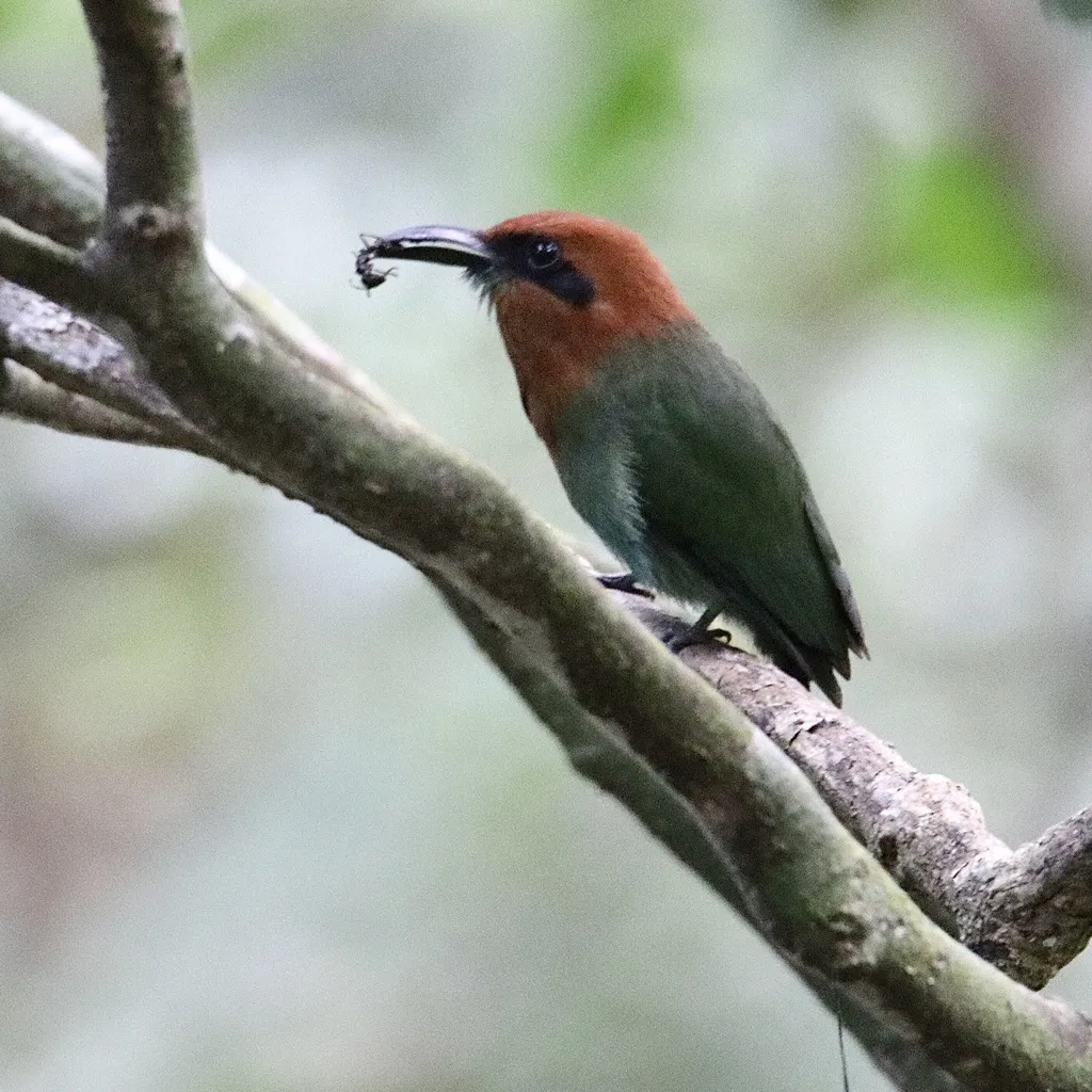 阔嘴翠鴗(Electron platyrhynchum)