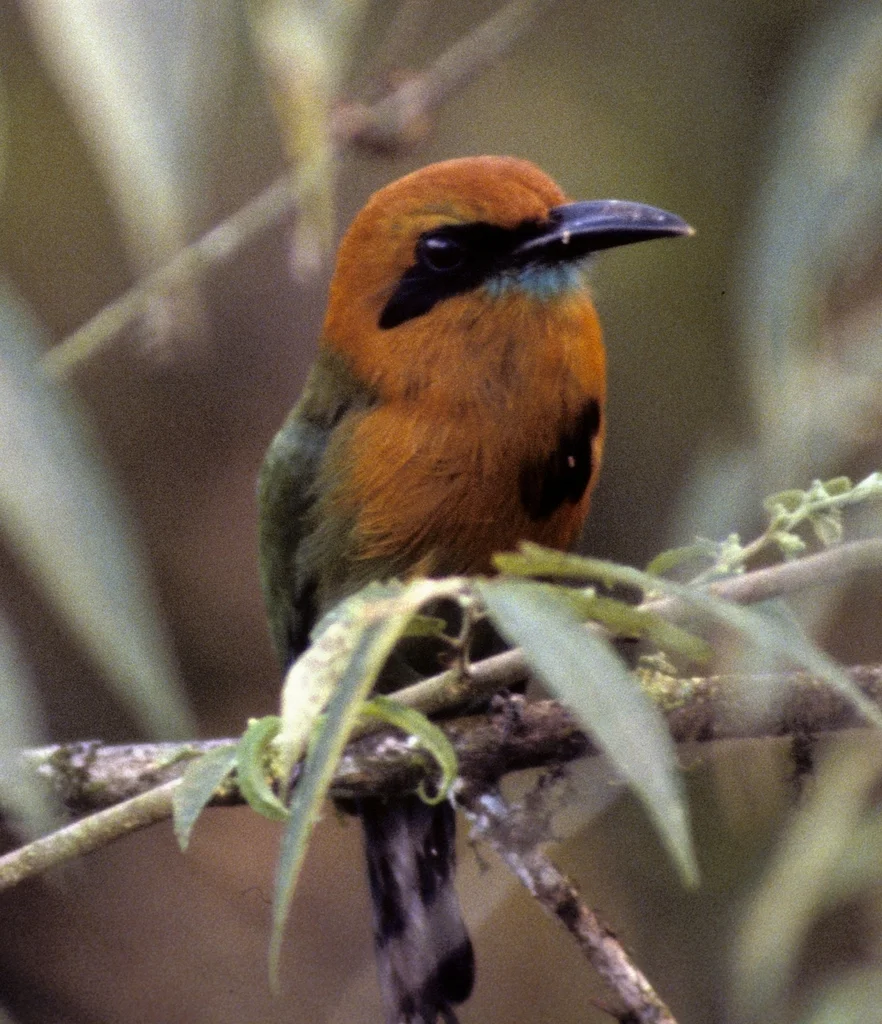 阔嘴翠鴗(Electron platyrhynchum)