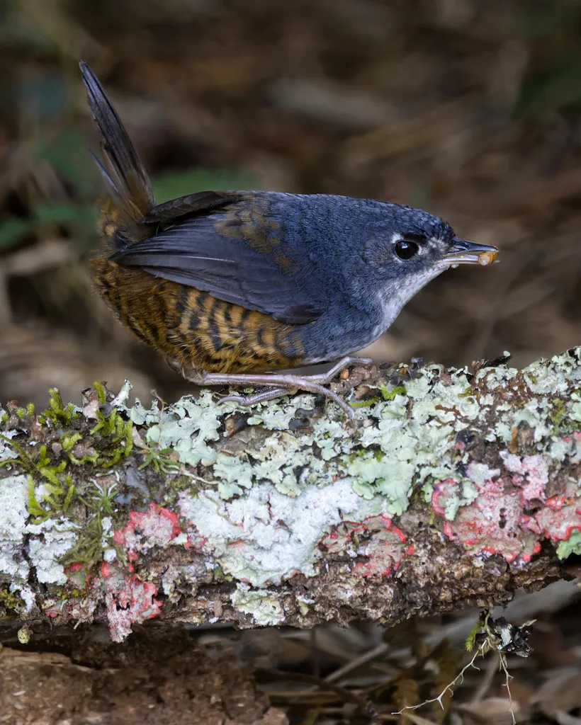 白胸窜鸟(Eleoscytalopus indigoticus)