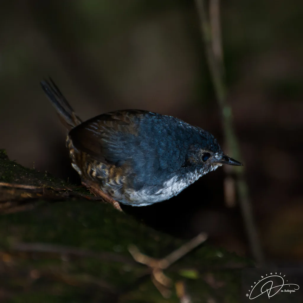 白胸窜鸟(Eleoscytalopus indigoticus)