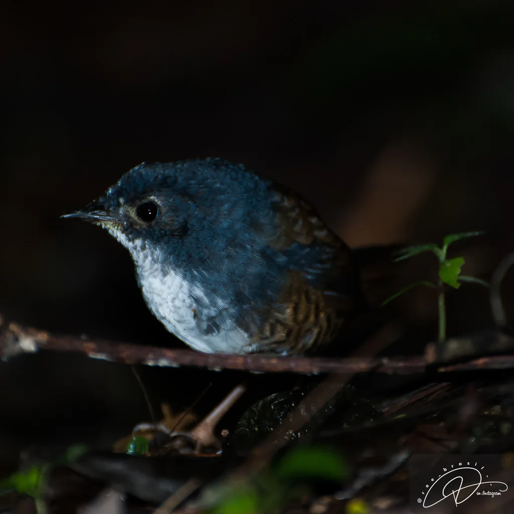 白胸窜鸟(Eleoscytalopus indigoticus)
