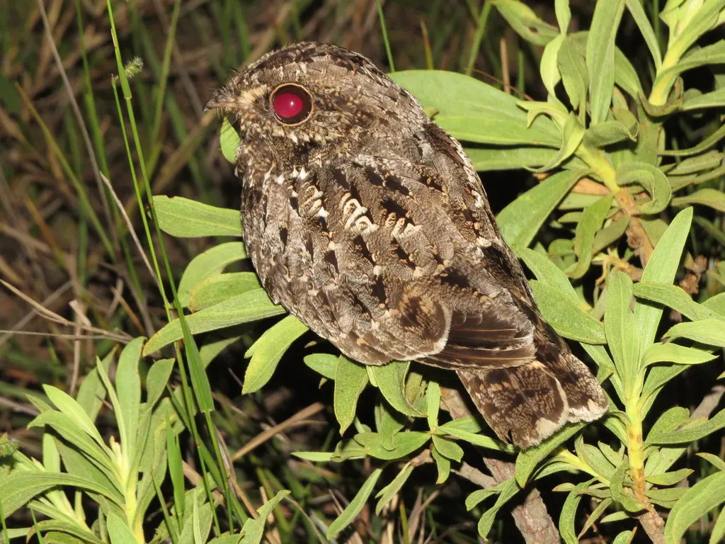镰翅夜鹰(Eleothreptus anomalus)