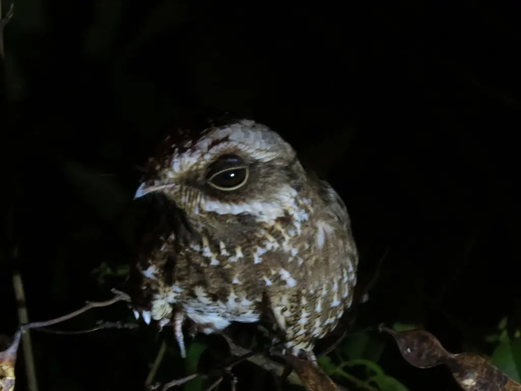 白翅夜鹰(Eleothreptus candicans)