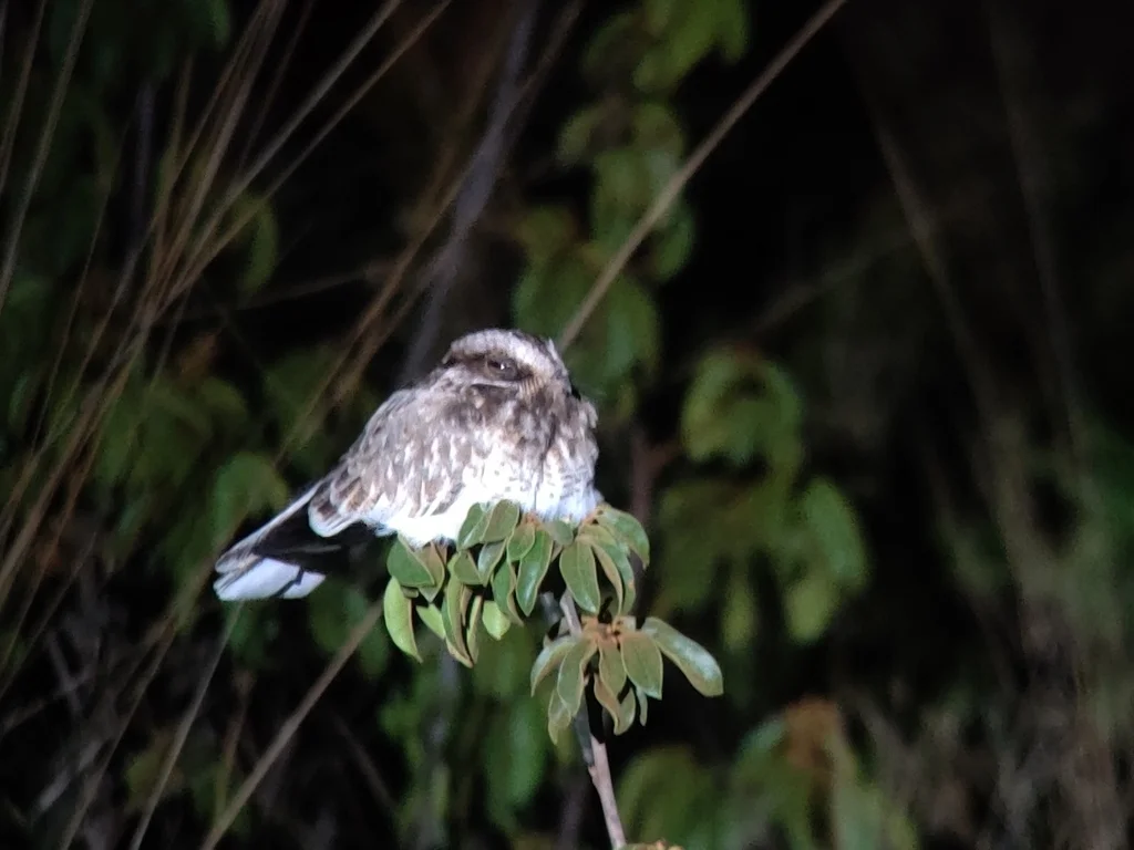 白翅夜鹰(Eleothreptus candicans)