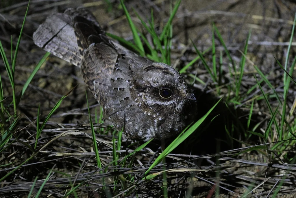 白翅夜鹰(Eleothreptus candicans)