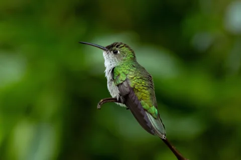 白腹蜂鸟