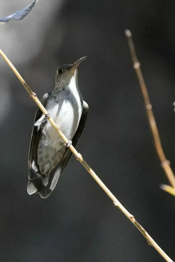 绿尾蜂鸟(Elliotomyia viridicauda)