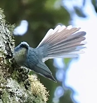 白尾蓝凤头鹟(Elminia albicauda)