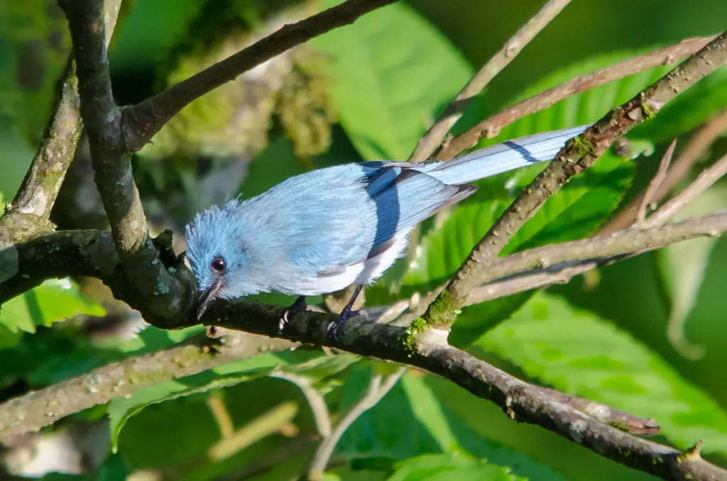 白尾蓝凤头鹟(Elminia albicauda)
