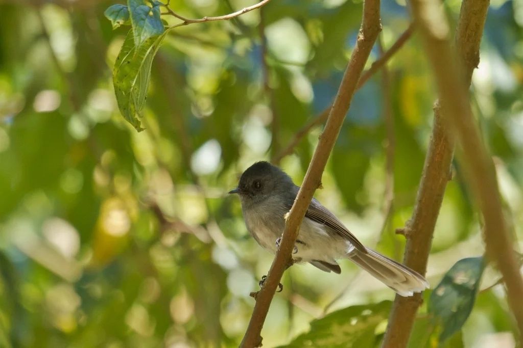 白尾凤头鹟(Elminia albonotata)