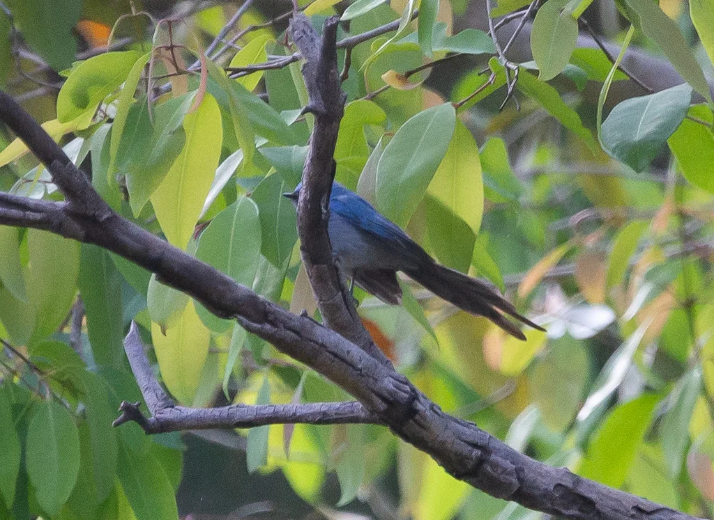 蓝凤头鹟(Elminia longicauda)