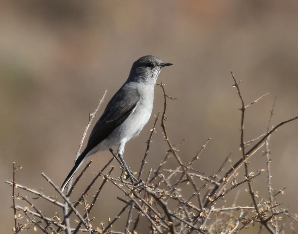 灰岩䳭(Emarginata schlegelii)