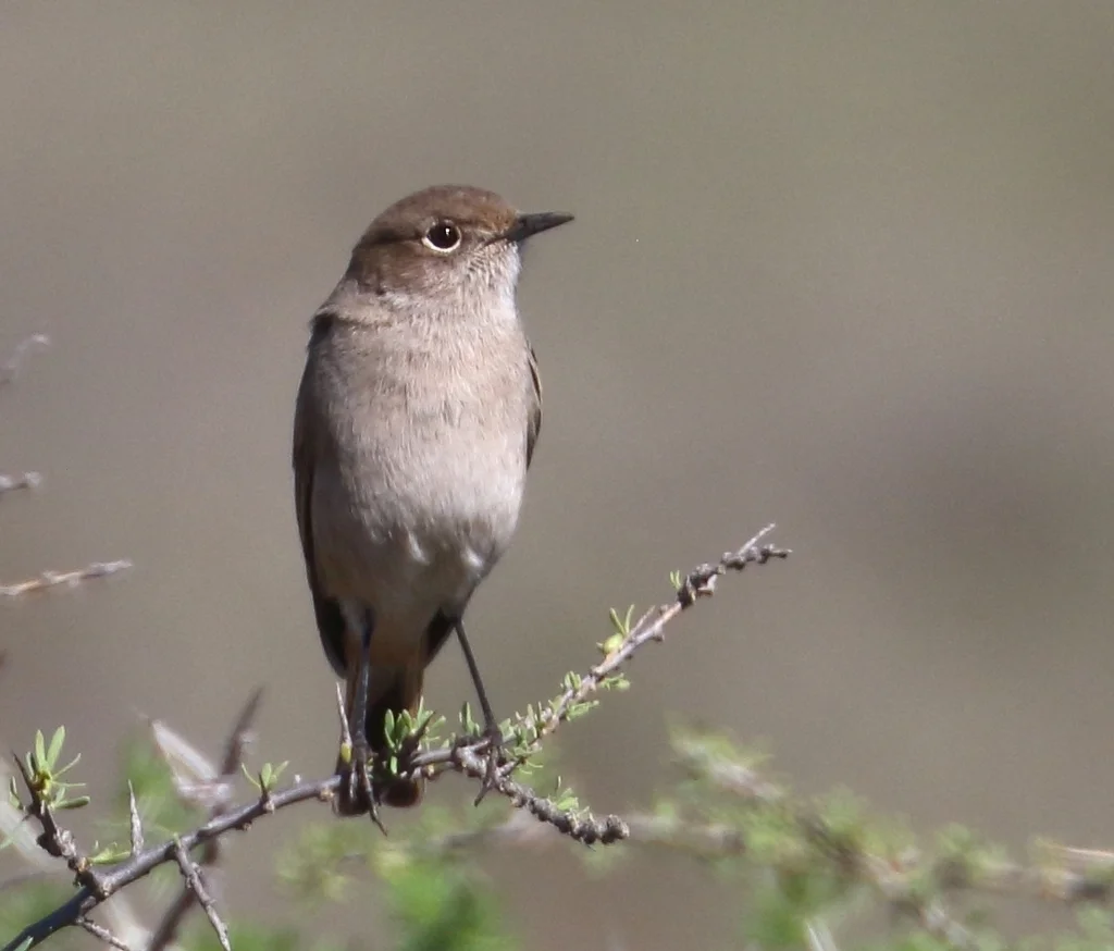 镰翅岩䳭(Emarginata sinuata)