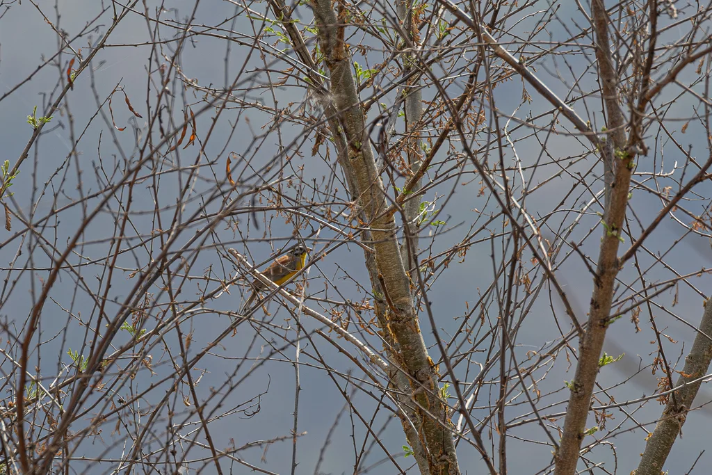 褐腰鹀(Emberiza affinis)