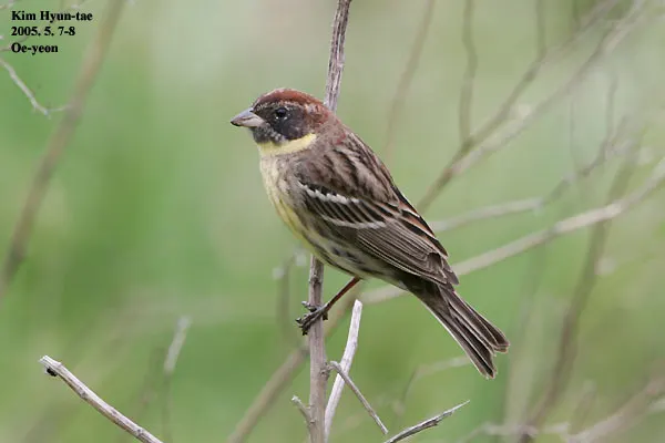 黄胸鹀(Emberiza aureola)