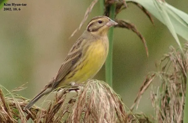 黄胸鹀(Emberiza aureola)