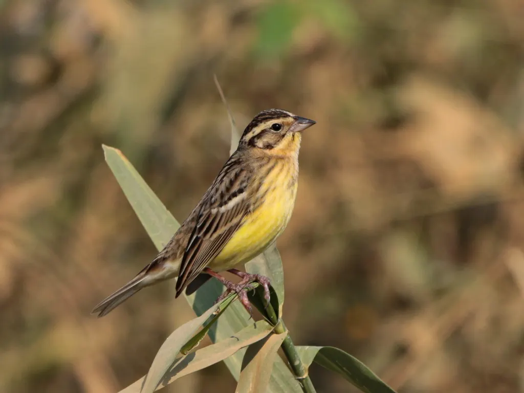 黄胸鹀(Emberiza aureola)