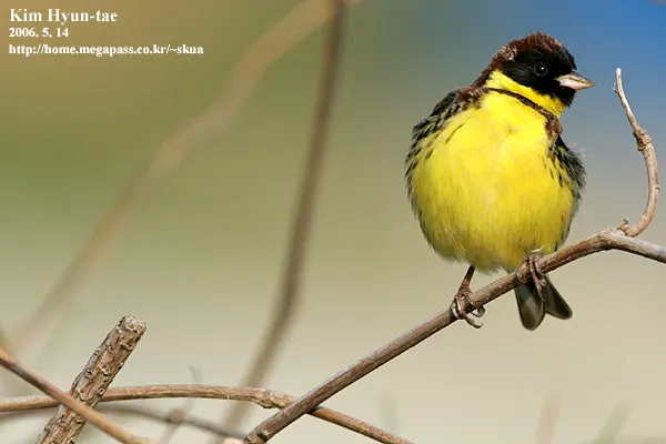 黄胸鹀(Emberiza aureola)