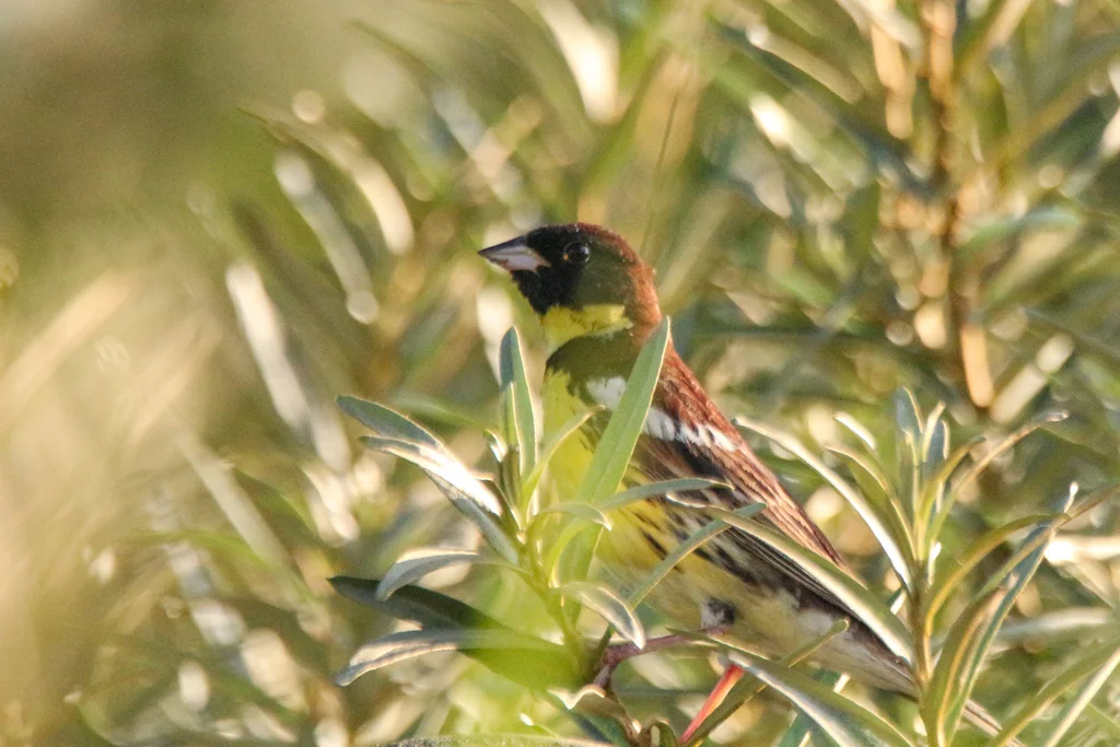 黄胸鹀(Emberiza aureola)