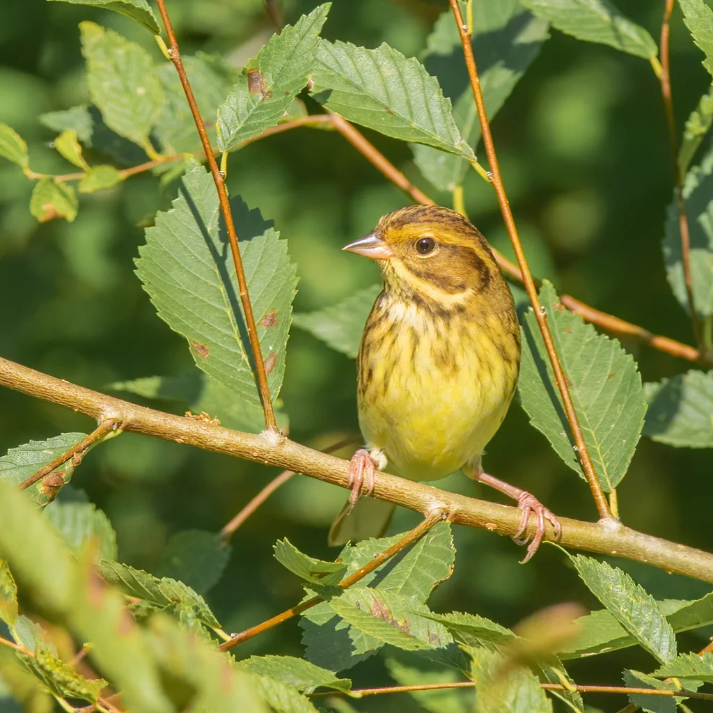 黄胸鹀(Emberiza aureola)